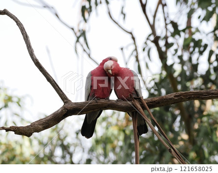 Koala Conservation Reserveの枝で佇むモモイロインコ　Australia 121658025
