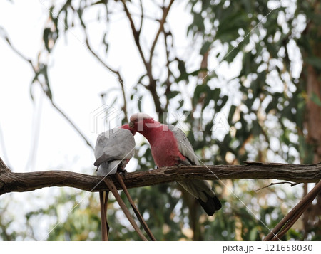 Koala Conservation Reserveの枝で佇むモモイロインコ Australia Koala Conservation Reserveの枝で佇むモモイロインコ Australia 121658030