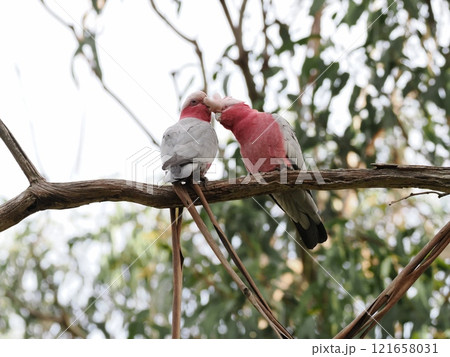 Koala Conservation Reserveの枝で佇むモモイロインコ　Australia 121658031