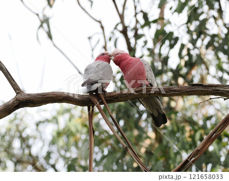 Koala Conservation Reserveの枝で佇むモモイロインコ　Australia 121658033