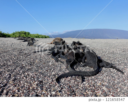 ガラパゴス諸島の各島々の自然景観 ガラパゴス諸島の各島々の自然景観 121658547