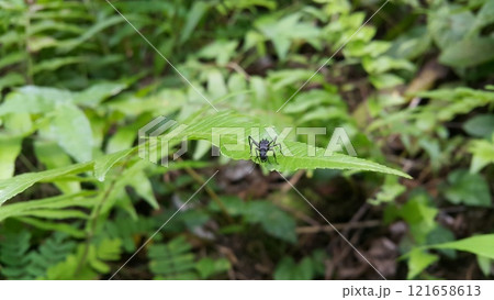 Black Carpenter Ant on Leaf 121658613