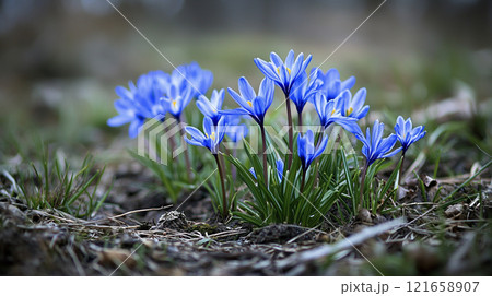 青いクロッカス AI画像 青いクロッカス AI画像 121658907