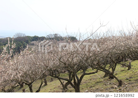 龍野　梅林　お祭り　春の風物詩　梅 121658992