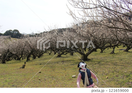 龍野　梅林　お祭り　春の風物詩　梅 121659000