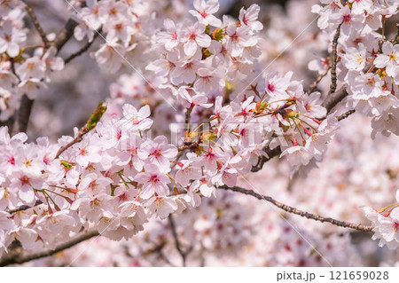桜 桜 121659028