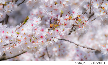 桜（ソフトフォーカス） 121659031