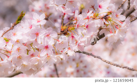 桜（ソフトフォーカス） 121659045