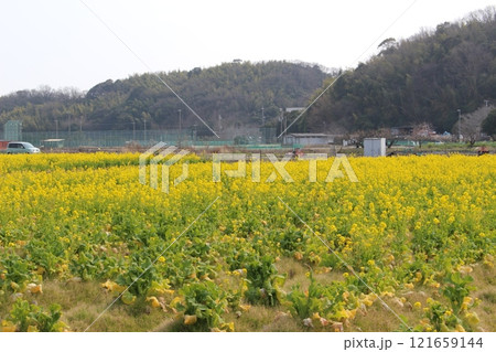 菜の花畑　龍野梅林　黄色　春の風物詩 121659144