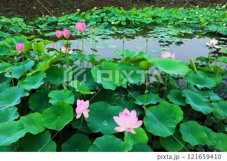 慶州蓮華団地 慶州蓮華団地 121659410