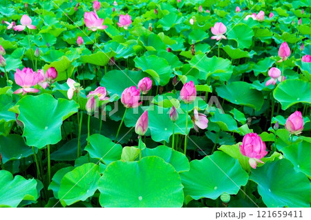 慶州蓮華団地 121659411
