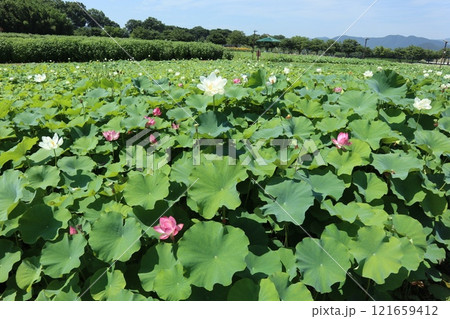 慶州蓮華団地 121659412