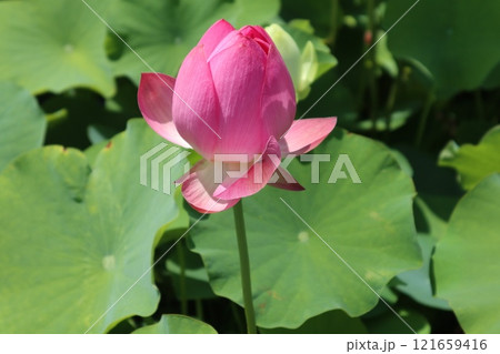 慶州蓮華団地 121659416