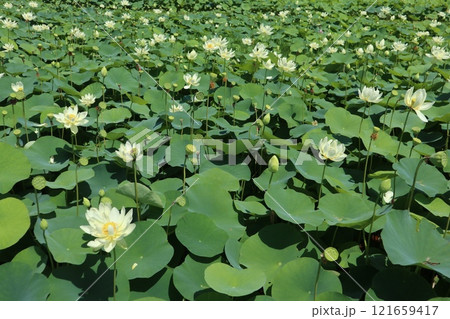 慶州蓮華団地 121659417