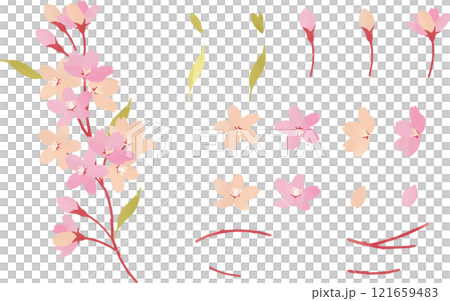 櫻花矢量插圖集 121659483