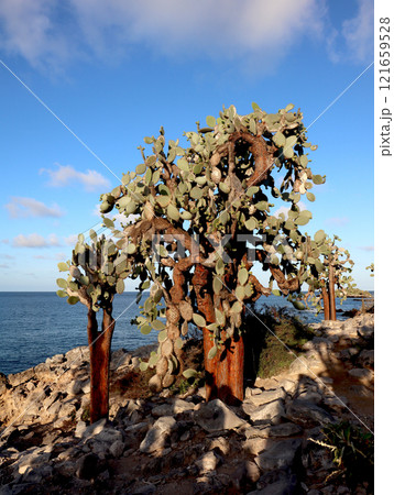 ガラパゴス諸島の各島々の自然景観 121659528