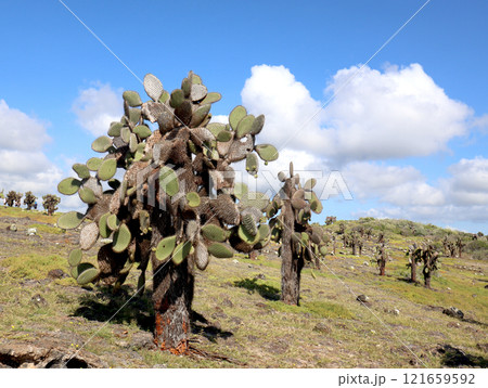 ガラパゴス諸島の各島々の自然景観 121659592