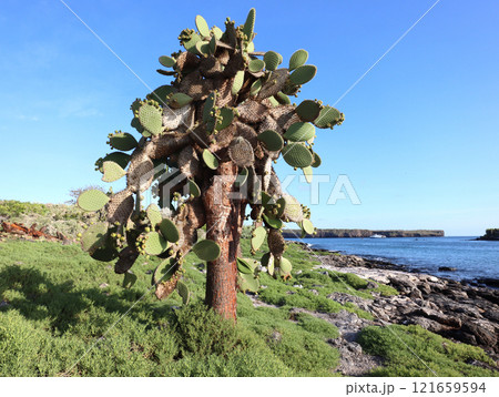 ガラパゴス諸島の各島々の自然景観 121659594