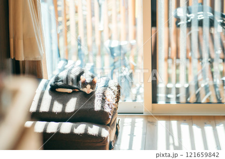 窓際で光に当たりながらこちらを見つめる猫 121659842
