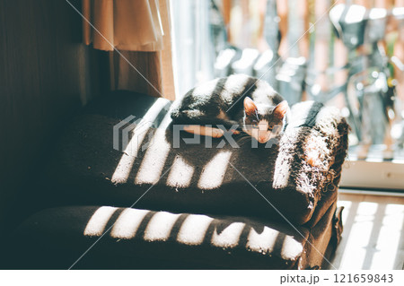 窓際で光に当たりながらこちらを見つめる猫 121659843