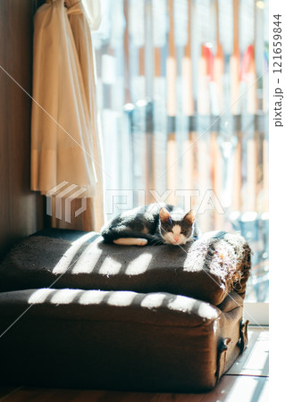 窓際で光に当たりながらこちらを見つめる猫 窓際で光に当たりながらこちらを見つめる猫 121659844