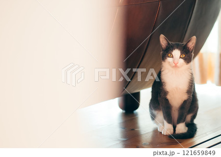 ソファの下からこちらを見つめる猫 ソファの下からこちらを見つめる猫 121659849