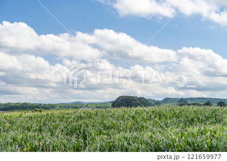 おおのキャンパスのトウモロコシ畑 岩手県洋野町 おおのキャンパスのトウモロコシ畑 岩手県洋野町 121659977
