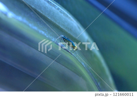 タマムシの仲間？ 121660011