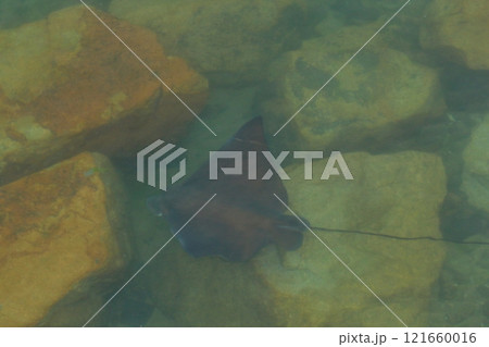 飛行しているように泳ぐエイ 121660016