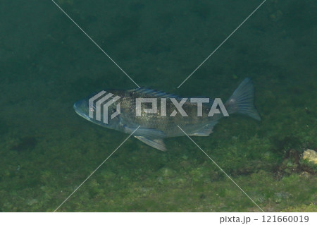 満ち潮時の河口を泳ぐ黒鯛? 満ち潮時の河口を泳ぐ黒鯛? 121660019