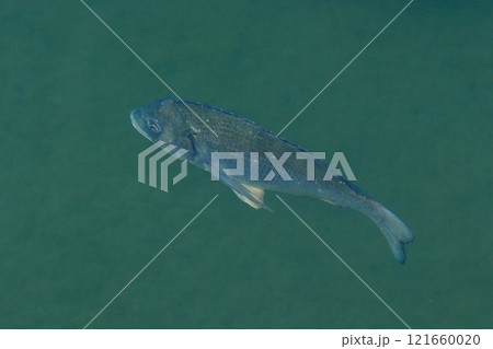 満ち潮時の河口を泳ぐ黒鯛?キビレ? 満ち潮時の河口を泳ぐ黒鯛?キビレ? 121660020