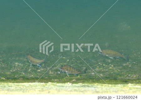 満ち潮時の河口に集まる魚たち 満ち潮時の河口に集まる魚たち 121660024