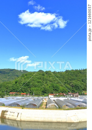 三篠川沿いのビニールハウス(広島市安佐北区白木町) 三篠川沿いのビニールハウス(広島市安佐北区白木町) 121660037
