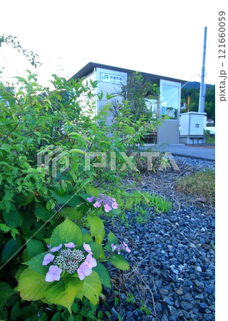 アジサイが咲く6月の井原市駅 121660059