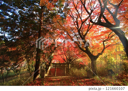 秋風景の中の鳥居 秋風景の中の鳥居 121660107