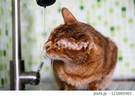 Bengal cat drinking water from faucet. Bengal cat drinking water from faucet. 121660465