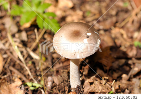 明るい雑木林の土壌にテングタケ科ツルタケキノコ（晴天下マクロ撮影） 121660502