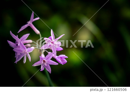 夏の紫色~ツルバギア~ 夏の紫色~ツルバギア~ 121660506