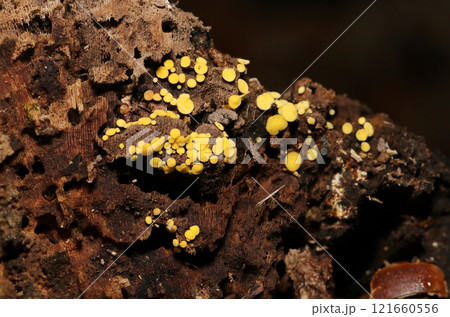 小さな黄色いボタンのようなビョウタケキノコの群体(ストロボマクロ接写) 小さな黄色いボタンのようなビョウタケキノコの群体(ストロボマクロ接写) 121660556