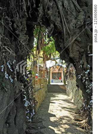 長崎県新上五島町 奈良尾神社のあこう樹 長崎県新上五島町 奈良尾神社のあこう樹 121660660