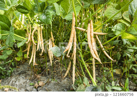 Close-up of adzuki pods growing in the farmland of Wandan, Pingtung, Taiwan. 121660756