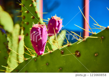Prickly Pear Cactus with Magenta Fruit in Desert Sun Close-Up Prickly Pear Cactus with Magenta Fruit in Desert Sun Close-Up 121660858