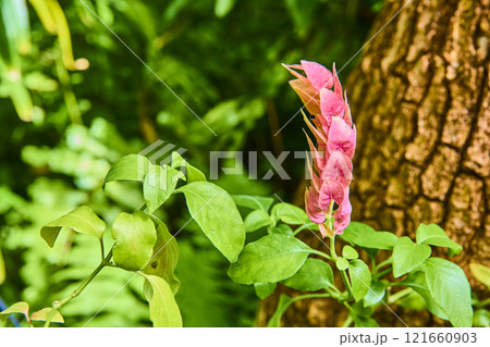 Pink Shrimp Plant Amidst Lush Foliage at Eye Level Pink Shrimp Plant Amidst Lush Foliage at Eye Level 121660903