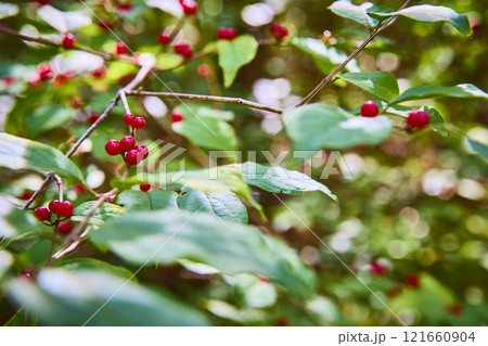 Vibrant Red Berries and Green Foliage Close-Up in Mt. Airy Forest Vibrant Red Berries and Green Foliage Close-Up in Mt. Airy Forest 121660904