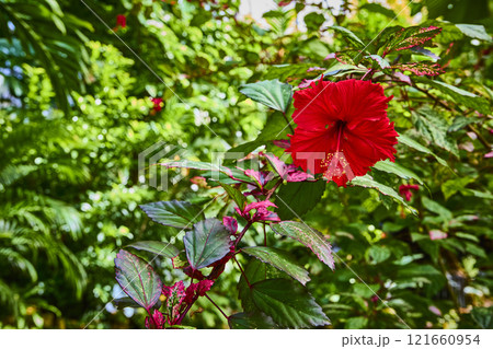 Vibrant Hibiscus and Lush Foliage Eye-Level Perspective Vibrant Hibiscus and Lush Foliage Eye-Level Perspective 121660954