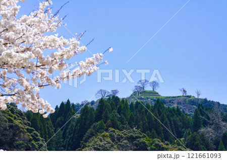 〈島根県〉満開の桜と月山富田城跡 〈島根県〉満開の桜と月山富田城跡 121661093
