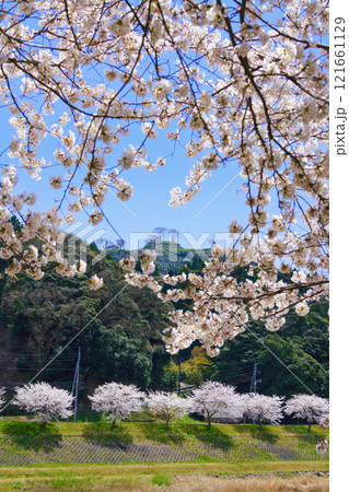 〈島根県〉満開の桜と月山富田城跡 121661129