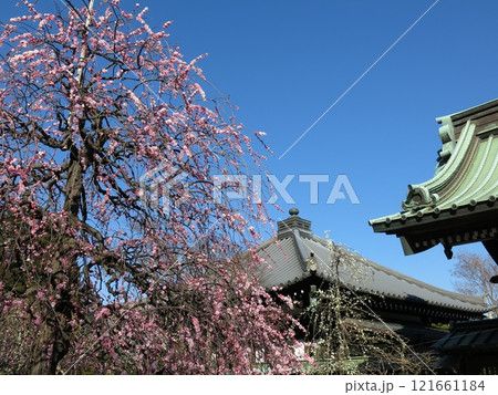 しだれ紅梅が咲く早春の鎌倉・長谷寺(山門付近) しだれ紅梅が咲く早春の鎌倉・長谷寺(山門付近) 121661184