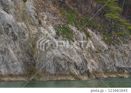 岩手　三陸　浄土ヶ浜のウミネコ 121661645