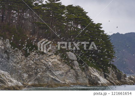 岩手　三陸　浄土ヶ浜のウミネコ 121661654